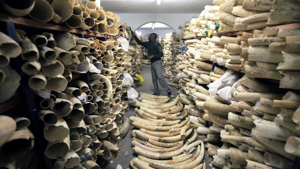 We would rather keep our ivory stockpiles: Zimbabwe