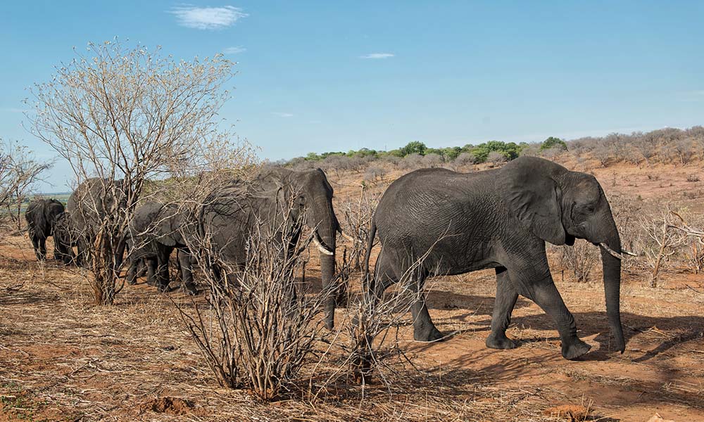 We can’t be punished for preserving our wildlife