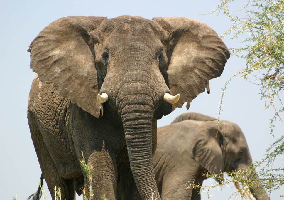 COVID-19 undermines conservation efforts, says Fundira