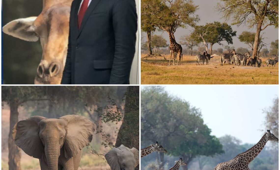 Work to review Parks and Wildlife Act commences | Tourism Focus Zimbabwe