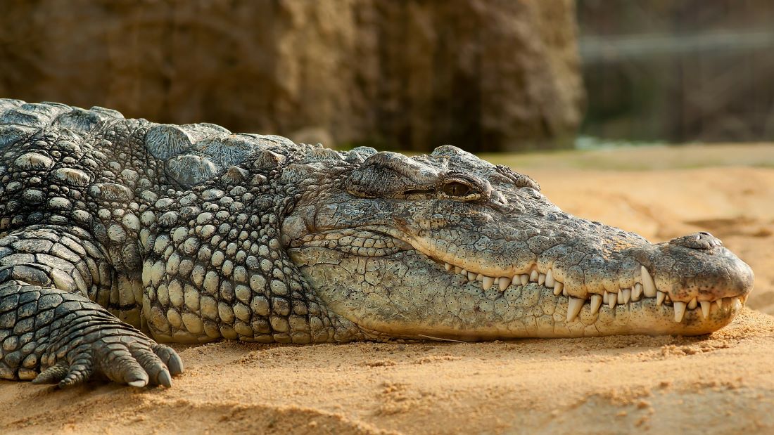 Problem Of Crocodile Attacks At Lake Chivero